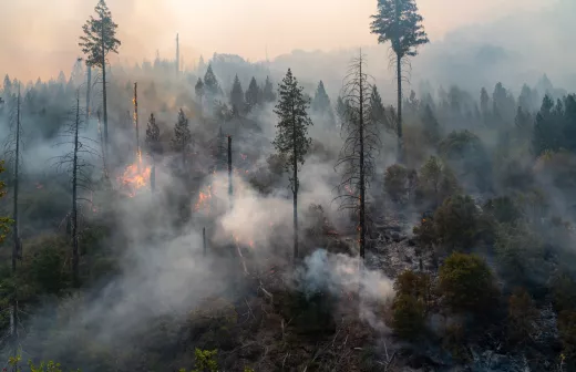 Een bosbrand. Foto: Kara Capaldo via canva.com