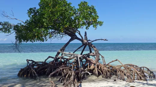 Een eenzame mangrove houdt stand in Mangrove tree in Cayo Jutías, provincie Pinar del Río. Foto: Ji-Elle/CC BY-SA 4:0