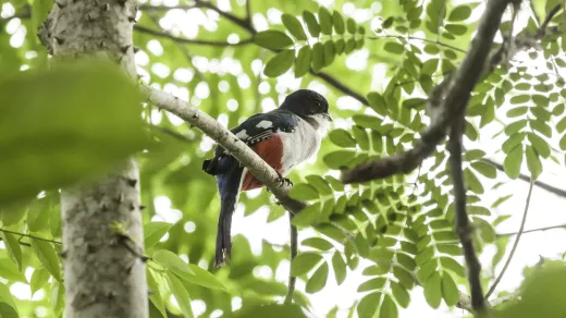 De Tocororo (Priotelus temnurus) is de nationale vogel van Cuba. Foto: Baldo SImone/CC BY-SA 4:0