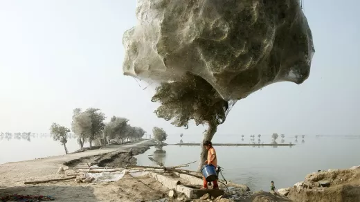 Een bizar gevolg van de overstromingen. Bomen worden overwoekerd door webben van spinnen die uit het water geraakten. Foto: DFID/CC BY-SA 2:0