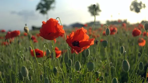 In Flanders Field, the poppies grow. Foto: Tijl Vercaemer/CC BY-SA 2:0