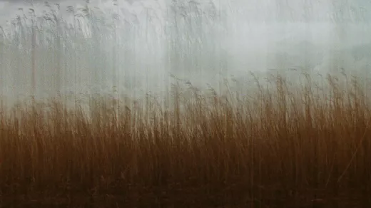 Rietland