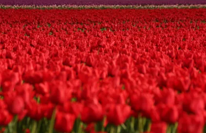 "Als de lente komt dan stuur ik jou tulpen uit Amsterdam". Liever chrysanten, volgens eerste minister Giuseppe Conte. Foto: Wouter de Bruijn / CC BY 2:0