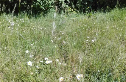 Ongemaaid gazon, langer bestand tegen de droogte (en zoveel mooier). Foto: Lode Vanoost