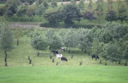 Sylvopastorale landbouw in Ierland. Foto: flickr @agroforward project