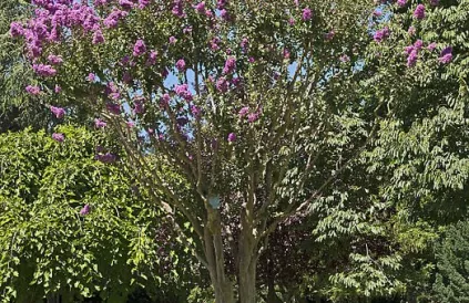 Een Lagerstroemia indica zoals in de 'Lentetuin'. Foto: Musée de Toulouse/CC BY 4:0