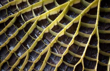 Onderzijde blad van een reuzenwaterlelie (Victoria amazonica). Foto: Laitr Kelows/CC BY-SA 3:0