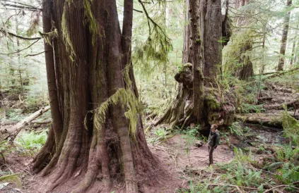 Drie reuzenlevensbomen (Thuja plicata - red cedar) op Vancouver Island. Foto: ancientforestalliance.org