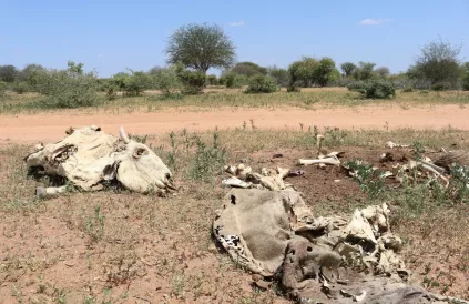 Droogte in Jubaland, Somalië. Bron: Oxfam België