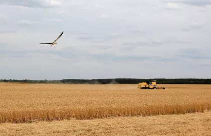 Tarweveld in Krasne, Oekraïne. Foto: Anatoli Stepanov/FAO