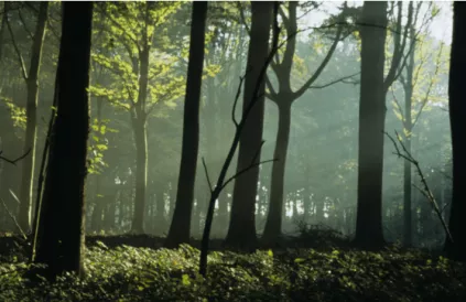 Bossen, ideale klimaatregelaars. Foto: natuurpunt.be