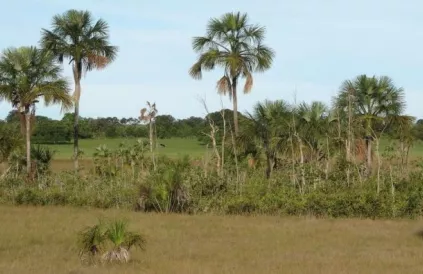Savanne in de Cerrado. Foto: Grootouders voor het Klimaat