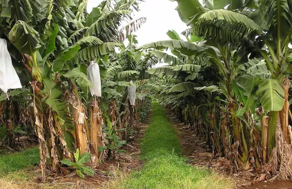 Bananenplantage. Er zijn honderden soorten bananen, toch kennen we er maar één: de Cavendish. We denken net zo over economie, we kennen maar één economisch systeem en denken toch te weten wat 'de economie' is. Foto: Scot Nelson