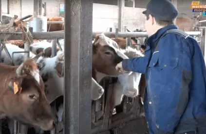 Tijs: "Vandaag voor het eerst de wei op na de winter!" Screenshot YouTube DWM