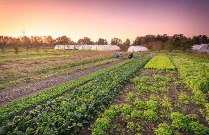 Het alternatief bestaat: géén monoculturen meer, diversiteit in kleine gezinsbedrijven. Foto: Biobedrijf Kempengoud/Kobe Van Looveren