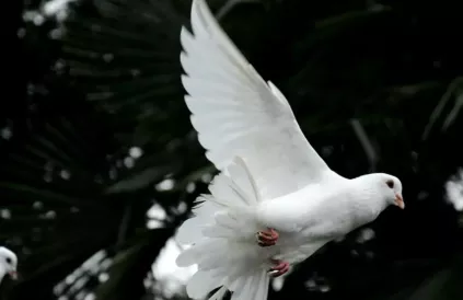 Witte duiven, symbool van vrede. Foto: Sunguk Kim/Unspaash