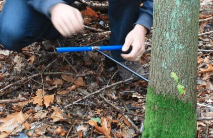 Deze Presslerboor haalt een staafje hout uit de boom, waarop de jaarringen worden geteld voor de exacte leeftijd van de boom. Foto: ecopedia.be