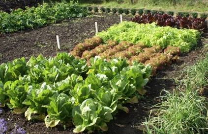 Gezond eten, niet verpakt, zonder etiket. Foto: natuurpunt.be