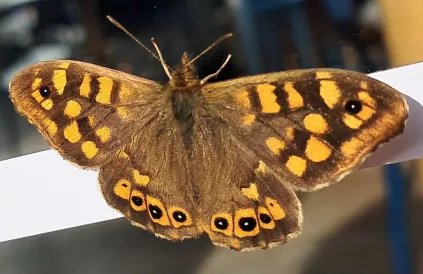 Butterfly in Januaray, photo: Lieven De Cauter, Ponferrada . 