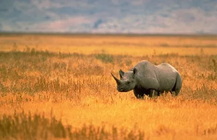 Zwarte neushoorn in Tanzania. Foto: Karen Hollingsworth/Pubic Domain