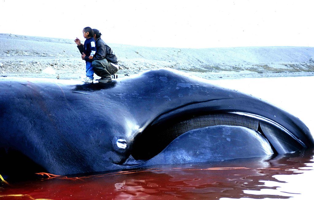 Walvissenjacht